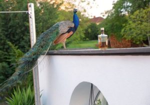 WPfauFlasche